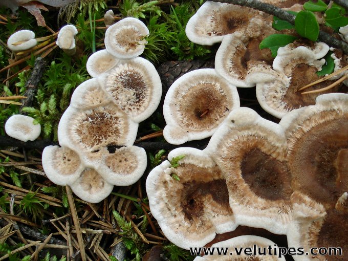 Phellodon tomentosus