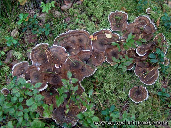 Phellodon tomentosus