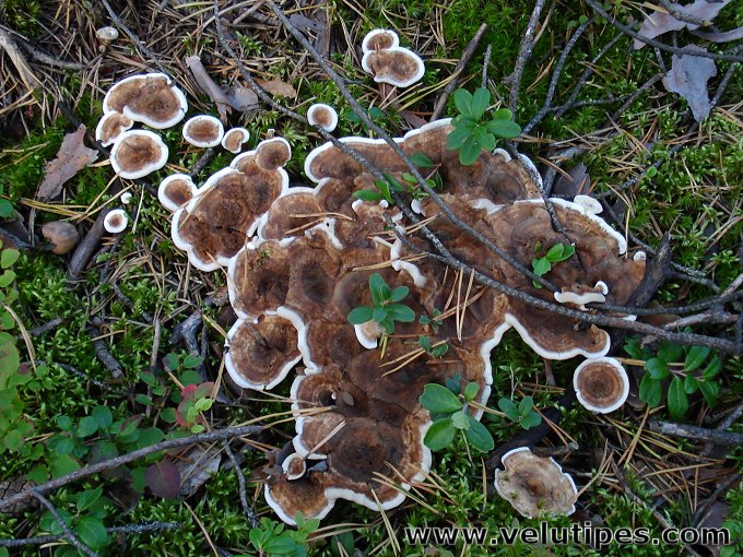 Phellodon tomentosus