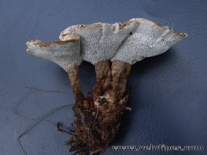 Phellodon tomentosus