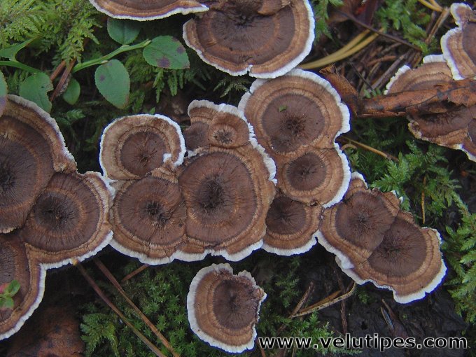 Phellodon tomentosus