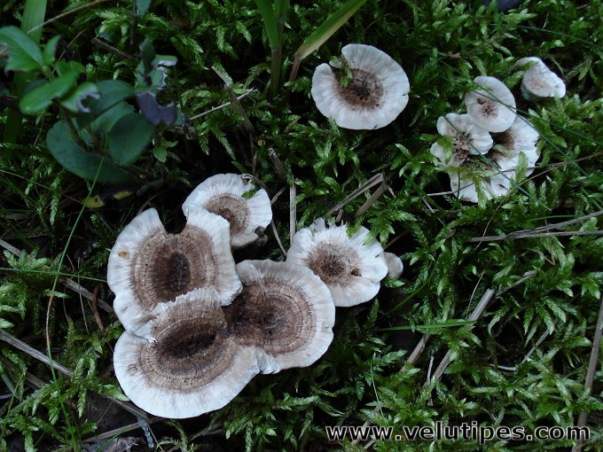 Phellodon tomentosus