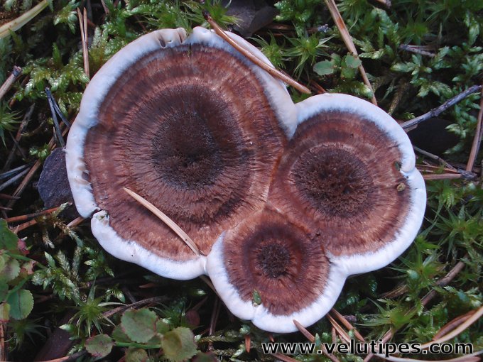 Phellodon tomentosus
