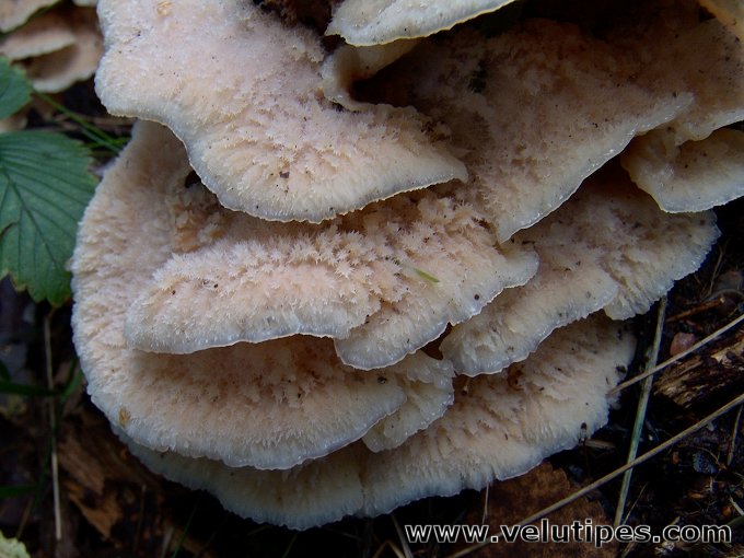 Phlebia tremellosa