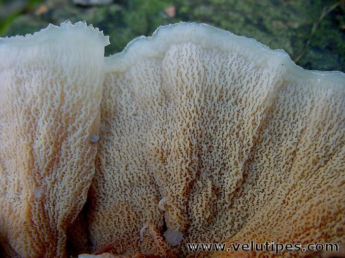 Phlebia tremellosa