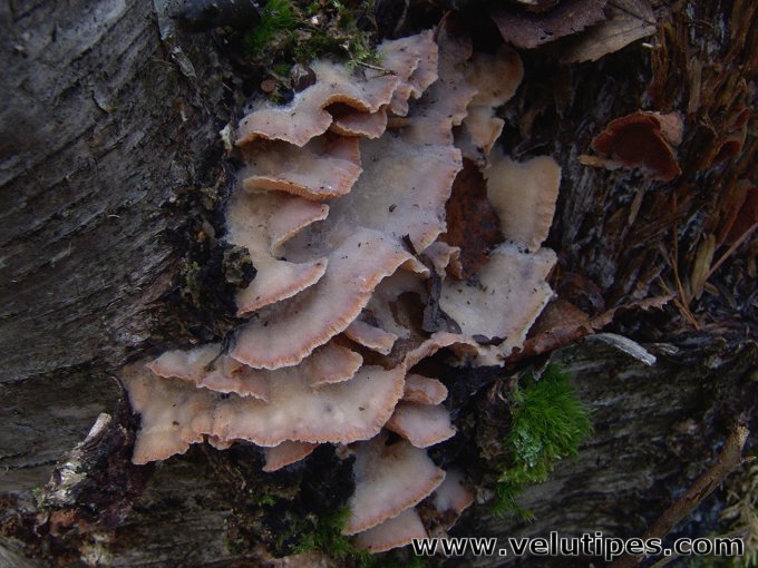 Phlebia tremellosa