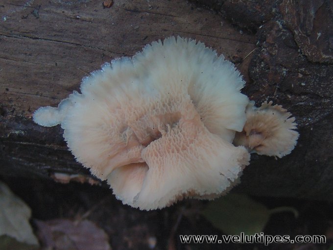 Phlebia tremellosa