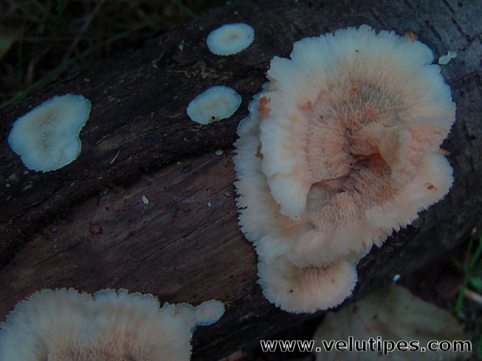 Phlebia tremellosa