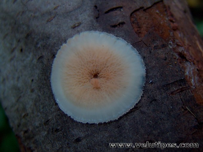 Phlebia tremellosa