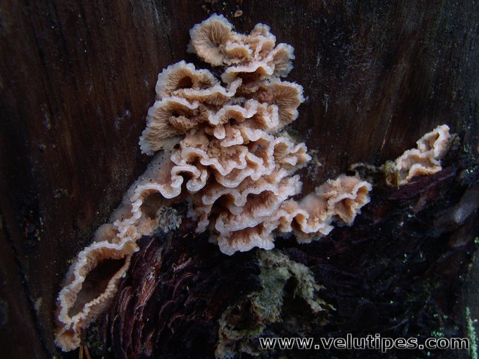 Phlebia tremellosa