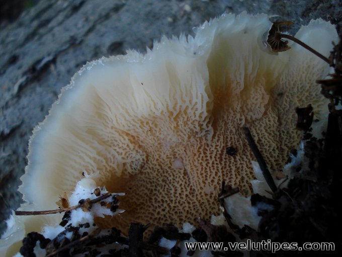 Phlebia tremellosa