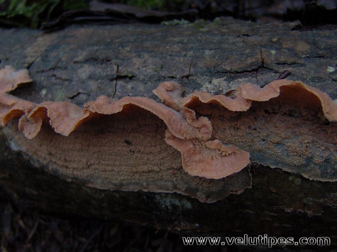 Phlebia tremellosa