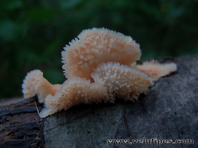 Phlebia tremellosa