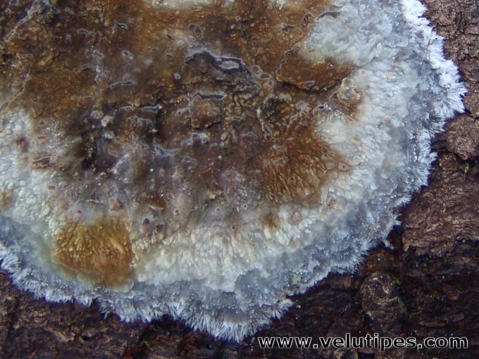Phlebiopsis gigantea