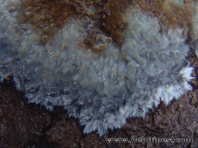 Phlebiopsis gigantea