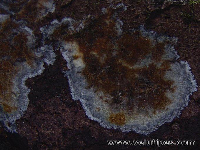Phlebiopsis gigantea