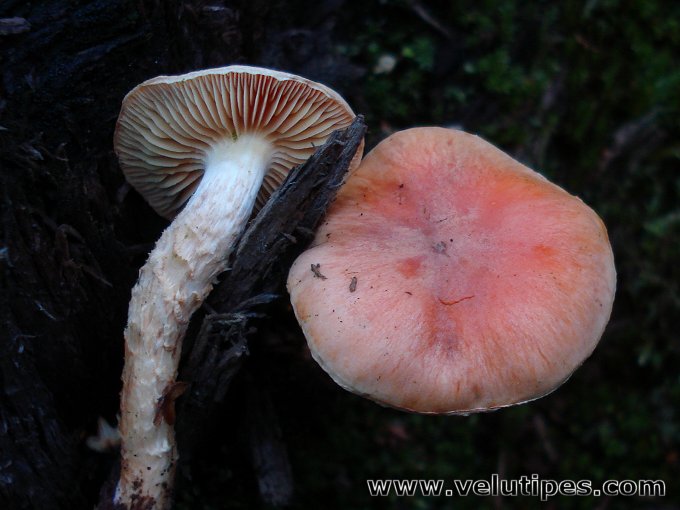 Pholiota astragalina
