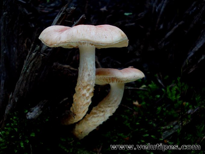 Pholiota astragalina