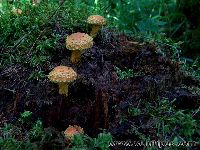 Pholiota flammans