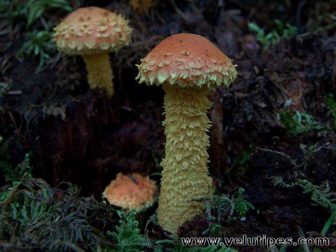 Pholiota flammans