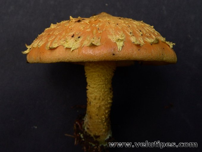 Pholiota flammans