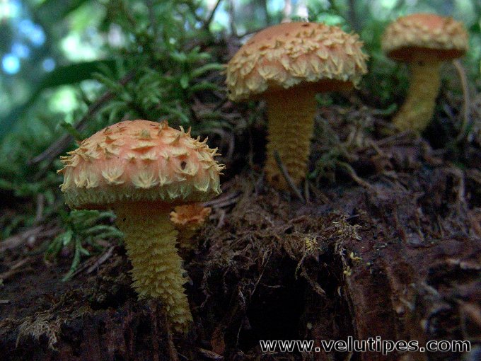 Pholiota flammans