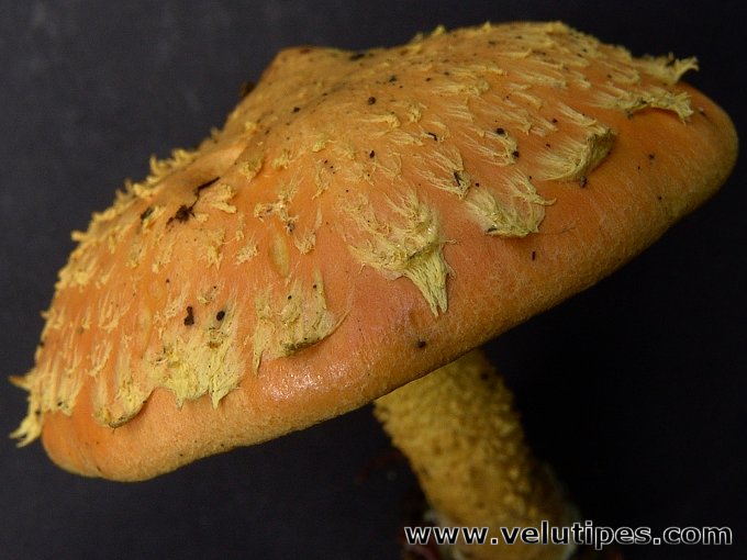 Pholiota flammans