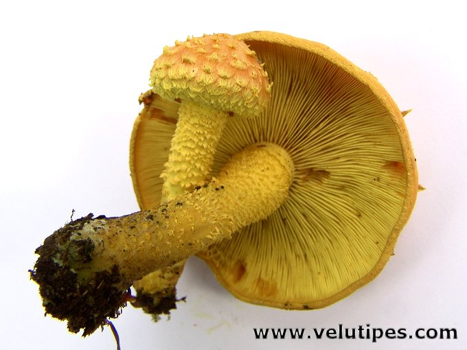 Pholiota flammans