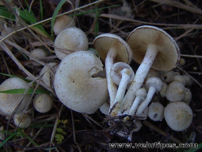 Pholiota gummosa