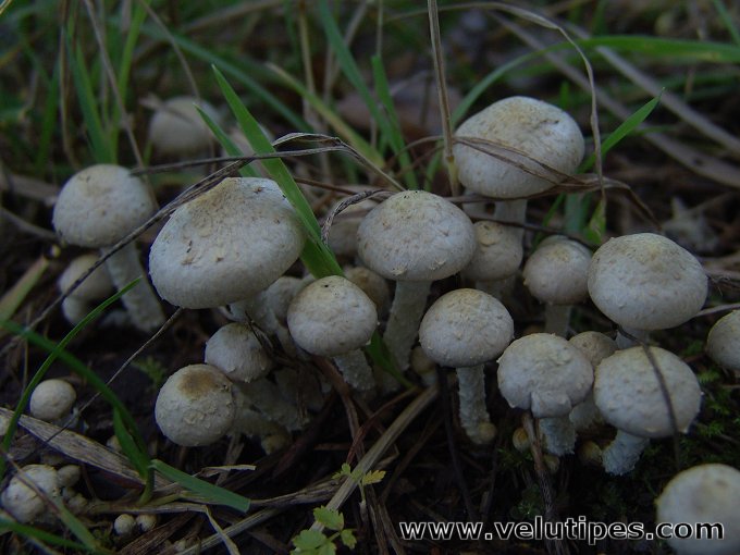 Pholiota gummosa