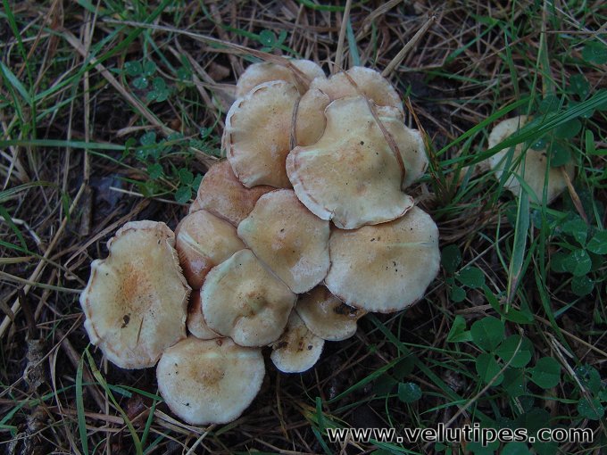 Pholiota gummosa