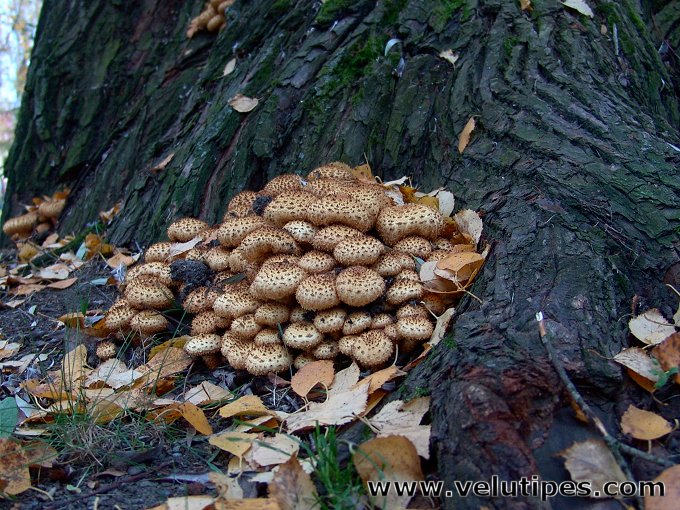  Pholiota squarrosa 