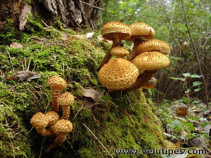  Pholiota squarrosa 