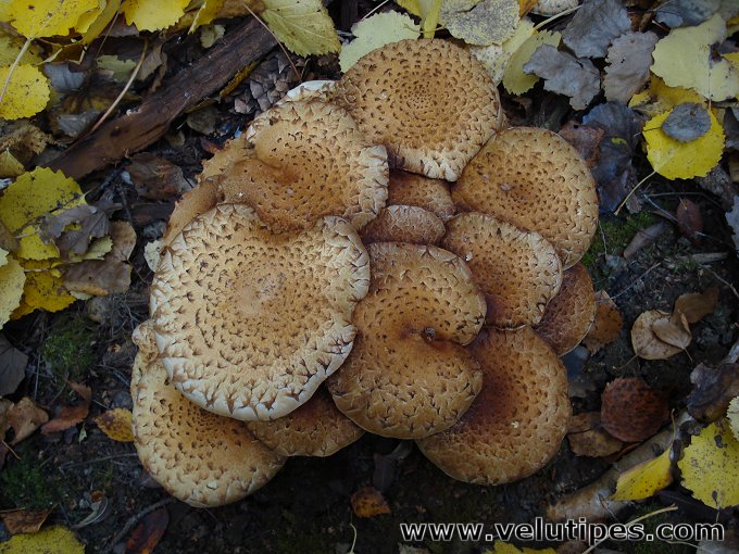  Pholiota squarrosa 