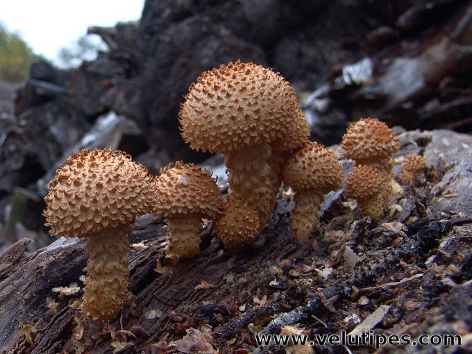  Pholiota squarrosa 