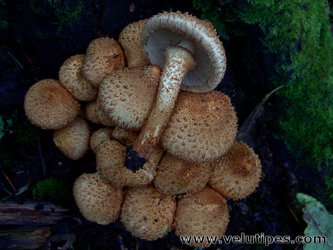  Pholiota squarrosa 