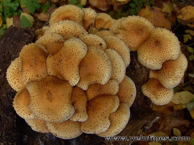  Pholiota squarrosa 