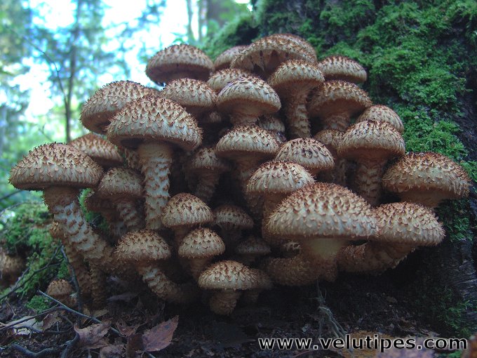  Pholiota squarrosa 