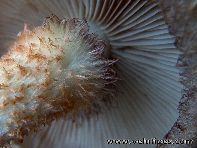  Pholiota squarrosa 