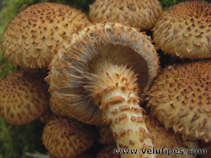  Pholiota squarrosa 