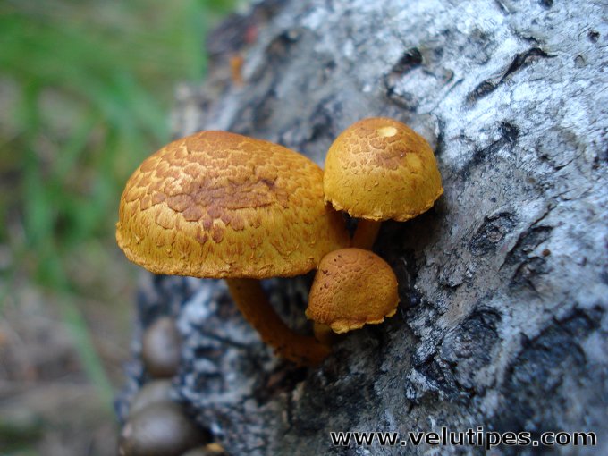 Pholiota tuberculosa