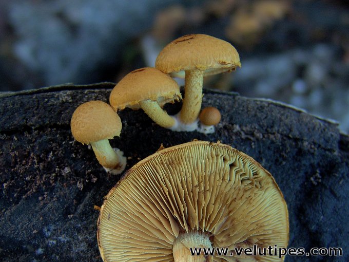 Pholiota tuberculosa