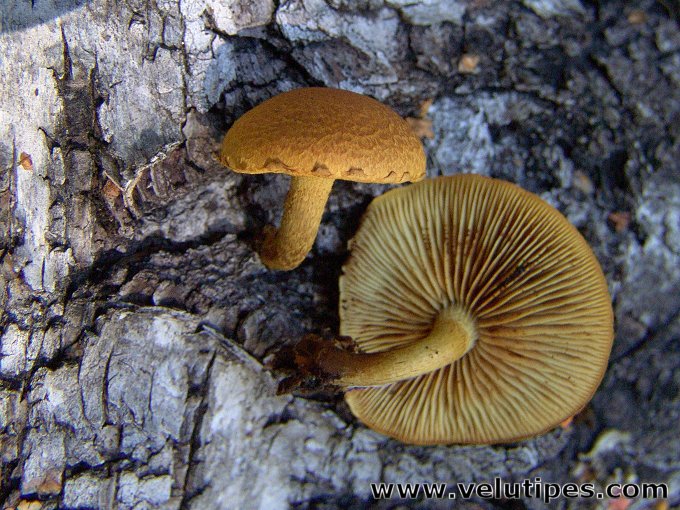 Pholiota tuberculosa