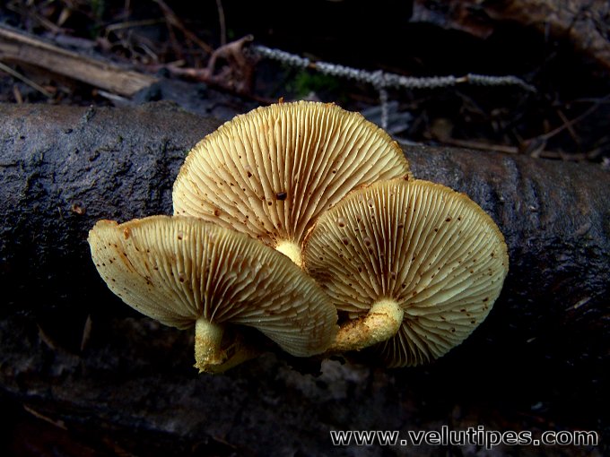 Pholiota tuberculosa