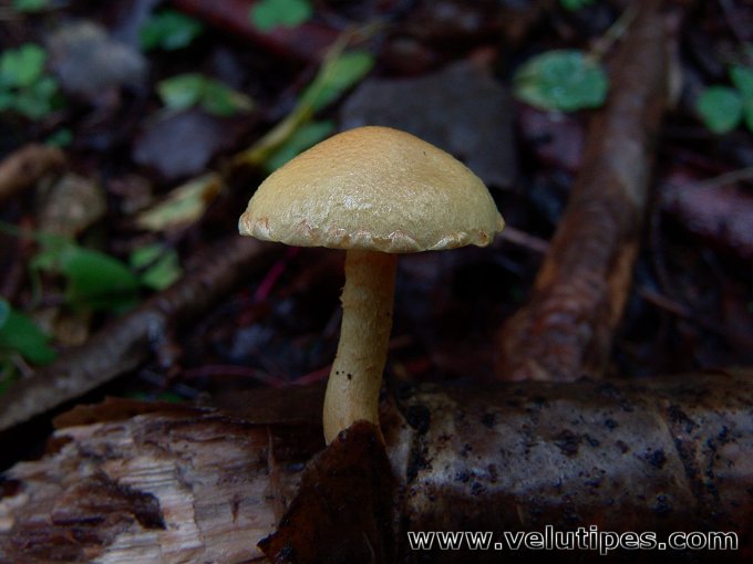Pholiota tuberculosa