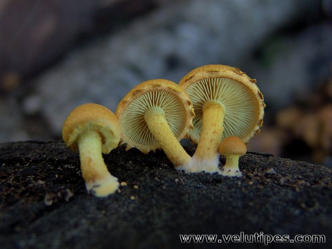 Pholiota tuberculosa
