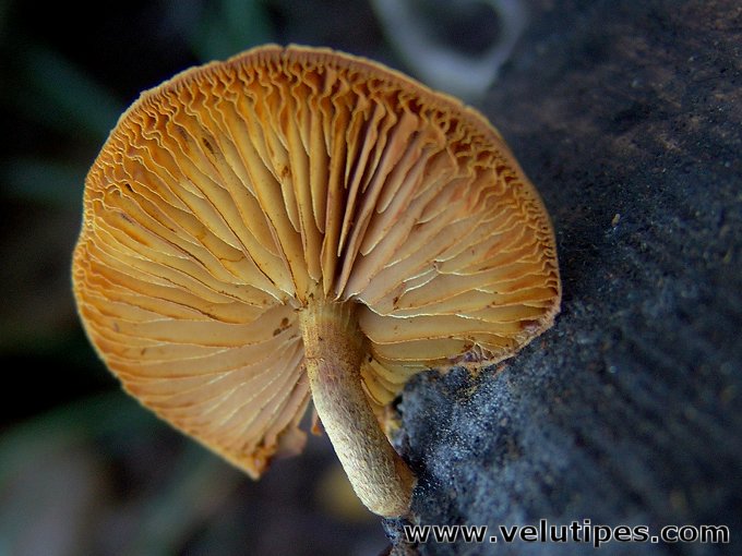 Pholiota tuberculosa