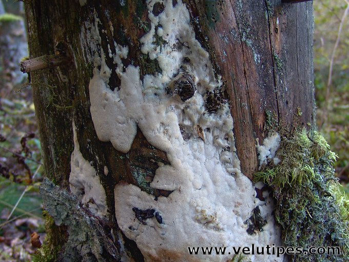 Physisporinus vitreus