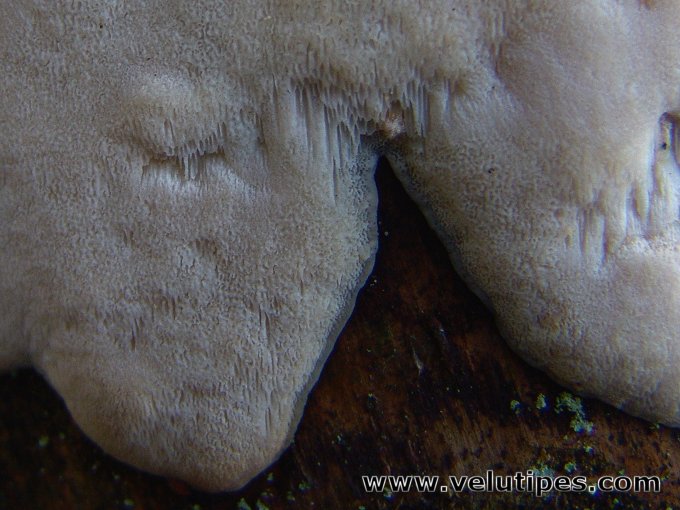 Physisporinus vitreus