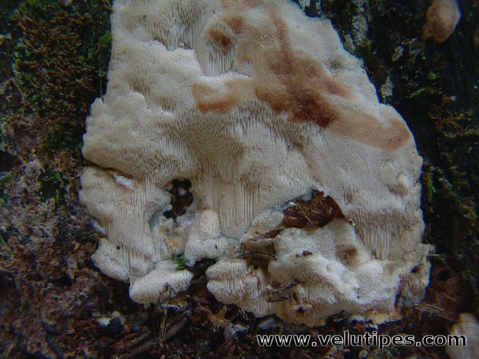 Physisporinus vitreus